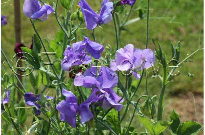 Lathyrus odoratus Old Spice Grisel Hamilton  - rteblomst (30 fr + 20 fr)