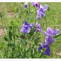 Lathyrus odoratus Old Spice Grisel Hamilton  - rteblomst (30 fr + 20 fr)
