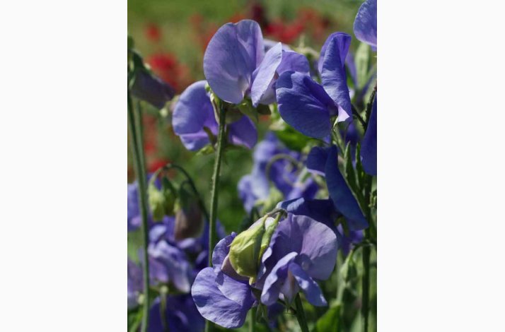 Lathyrus odoratus Old Spice Grisel Hamilton  - rteblomst (30 fr + 20 fr)