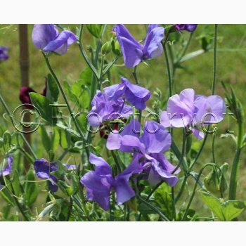 �rteblomst � Lathyrus odoratus �Old Spice Grisel Hamilton� � Fr� (30 stk. + 20 stk.)