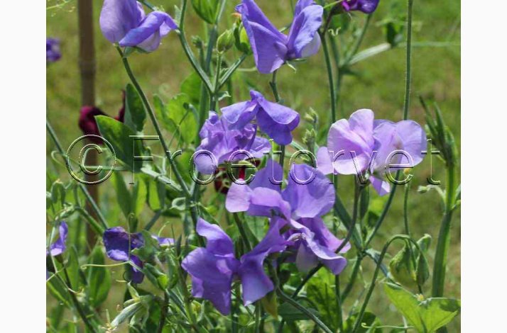 �rteblomst � Lathyrus odoratus �Old Spice Grisel Hamilton� � Fr� (30 stk. + 20 stk.)