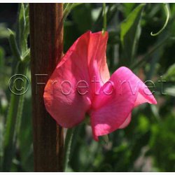 Lathyrus odoratus Old Spice, Miss Willmott  - rteblomst (30 fr + 20 fr)
