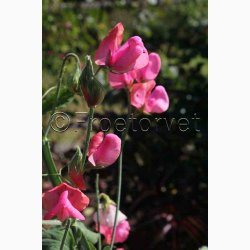 Lathyrus odoratus Old Spice, Miss Willmott  - rteblomst (30 fr + 20 fr)