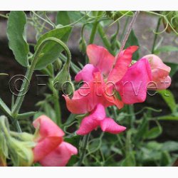 Lathyrus odoratus Old Spice, Miss Willmott  - rteblomst (30 fr + 20 fr)