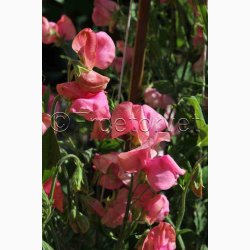 Lathyrus odoratus Old Spice, Miss Willmott  - rteblomst (30 fr + 20 fr)