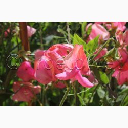 Lathyrus odoratus Old Spice, Miss Willmott  - rteblomst (30 fr + 20 fr)
