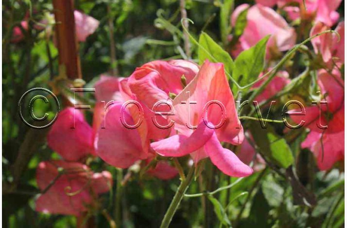 Lathyrus odoratus Old Spice, Miss Willmott  - rteblomst (30 fr + 20 fr)