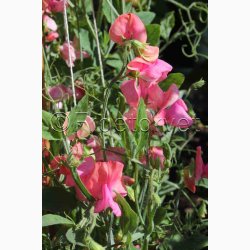 Lathyrus odoratus Old Spice, Miss Willmott  - rteblomst (30 fr + 20 fr)