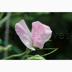 Lathyrus odoratus Sunshine Blush - rteblomst (20 fr)