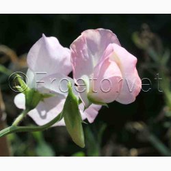 Lathyrus odoratus Sunshine Blush - rteblomst (20 fr)