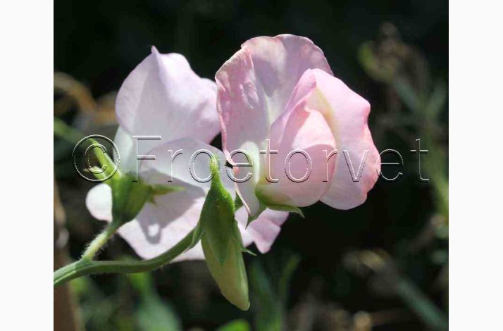 Lathyrus odoratus Sunshine Blush - rteblomst (20 fr)