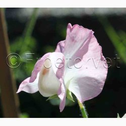 Lathyrus odoratus Sunshine Blush - rteblomst (20 fr)