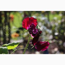 Lathyrus odoratus Sunshine Burgundy - rteblomst (20 fr)