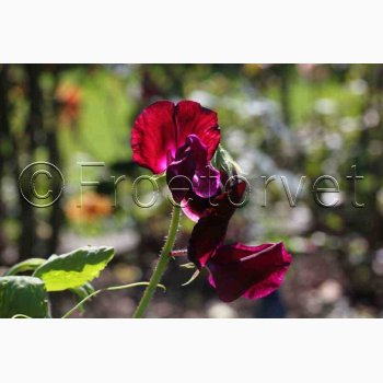 Lathyrus odoratus Sunshine Burgundy - rteblomst (20 fr)