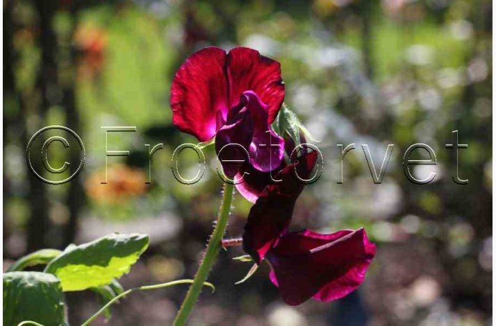 Lathyrus odoratus Sunshine Burgundy - rteblomst (20 fr)