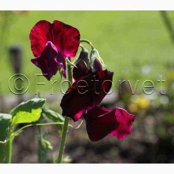 Lathyrus odoratus Sunshine Burgundy - rteblomst (20 fr)