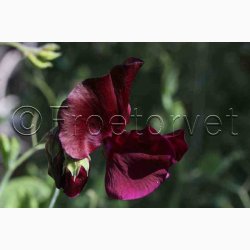 Lathyrus odoratus Sunshine Burgundy - rteblomst (20 fr)