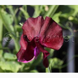 Lathyrus odoratus Sunshine Burgundy - rteblomst (20 fr)