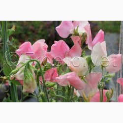 Blomsterfr, Lathyrus odoratus Sunshine Champagne - rteblomst (20 fr)