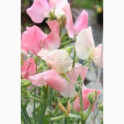 Blomsterfr, Lathyrus odoratus Sunshine Champagne - rteblomst (20 fr)