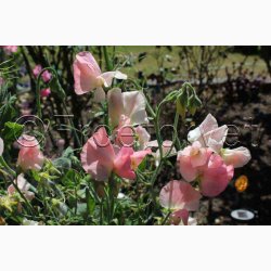 Blomsterfr, Lathyrus odoratus Sunshine Champagne - rteblomst (20 fr)