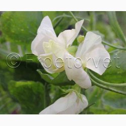 Lathyrus odoratus Sunshine Cream - rteblomst (20 fr)