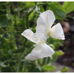 Lathyrus odoratus Sunshine Cream - rteblomst (20 fr)