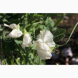 Lathyrus odoratus Sunshine Cream - rteblomst (20 fr)