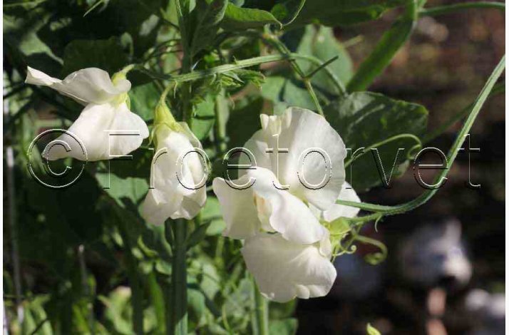 Lathyrus odoratus Sunshine Cream - rteblomst (20 fr)