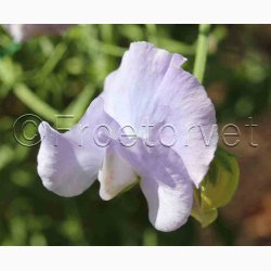 Lathyrus odoratus Sunshine Light Blue - rteblomst (20 fr)