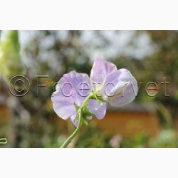 Lathyrus odoratus Sunshine Light Blue - rteblomst (20 fr)