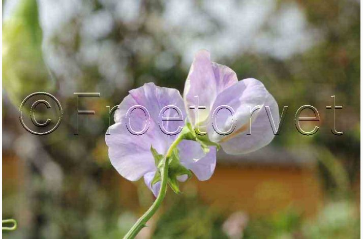 Lathyrus odoratus Sunshine Light Blue - rteblomst (20 fr)