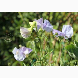 Lathyrus odoratus Sunshine Light Blue - rteblomst (20 fr)