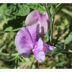 Lathyrus odoratus Sunshine Lilac - rteblomst (20 fr)