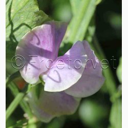 Lathyrus odoratus Sunshine Lilac - rteblomst (20 fr)