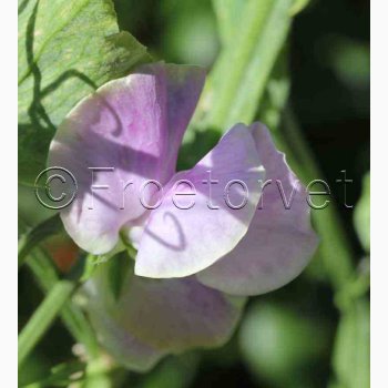 Lathyrus odoratus Sunshine Lilac - rteblomst (20 fr)