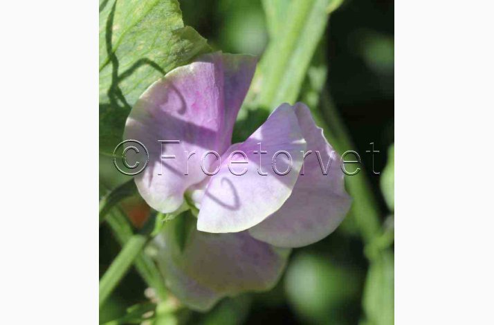 Lathyrus odoratus Sunshine Lilac - rteblomst (20 fr)