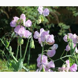 Lathyrus odoratus Sunshine Opal - rteblomst (20 fr)