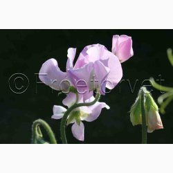 Lathyrus odoratus Sunshine Opal - rteblomst (20 fr)