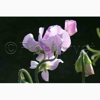 Lathyrus odoratus Sunshine Opal - rteblomst (20 fr)