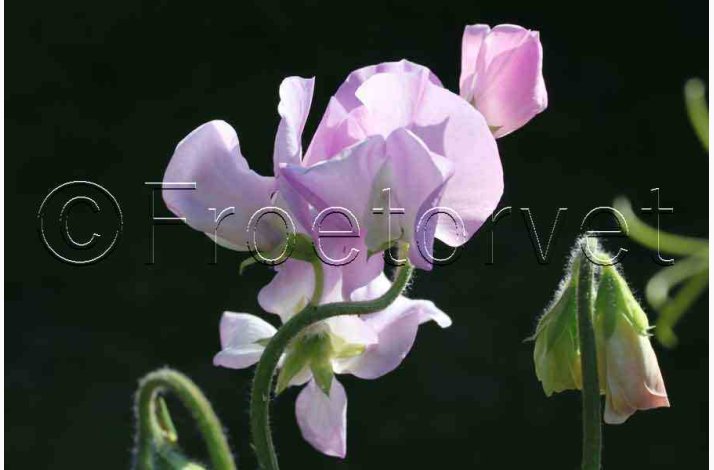 Lathyrus odoratus Sunshine Opal - rteblomst (20 fr)