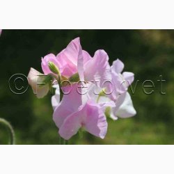 Lathyrus odoratus Sunshine Opal - rteblomst (20 fr)