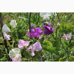Lathyrus odoratus Sunshine Rosa, pink og hvide farver - rteblomst (20 fr)