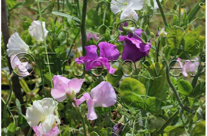 Lathyrus odoratus Sunshine Rosa, pink og hvide farver - rteblomst (20 fr)