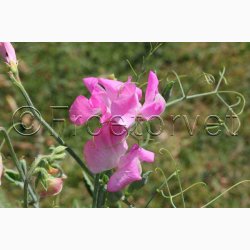 Lathyrus odoratus Sunshine Rosa, pink og hvide farver - rteblomst (20 fr)