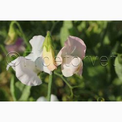 Lathyrus odoratus Sunshine Rosa, pink og hvide farver - rteblomst (20 fr)