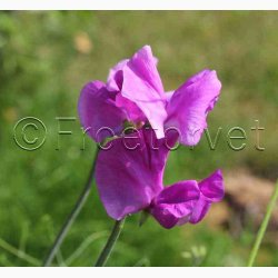 Lathyrus odoratus Sunshine Rosa, pink og hvide farver - rteblomst (20 fr)