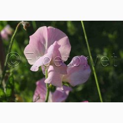 Lathyrus odoratus Sunshine Rosa, pink og hvide farver - rteblomst (20 fr)