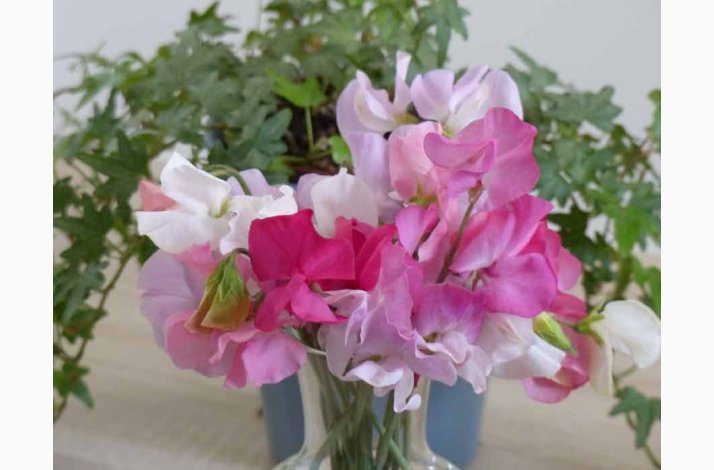 Lathyrus odoratus Sunshine Rosa, pink og hvide farver - rteblomst (20 fr)