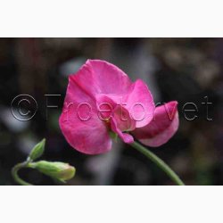 Lathyrus odoratus Sunshine Cerise - rteblomst( 20 fr)